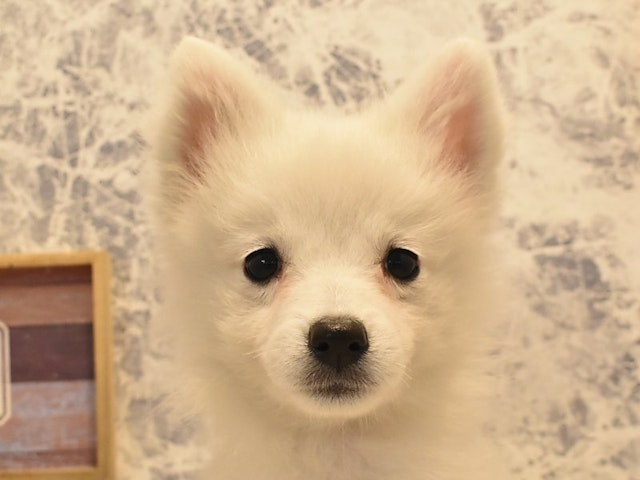 広島県の日本スピッツ (ペッツワン広島LECT店/2024年4月8日生まれ/女の子/ホワイト)の子犬